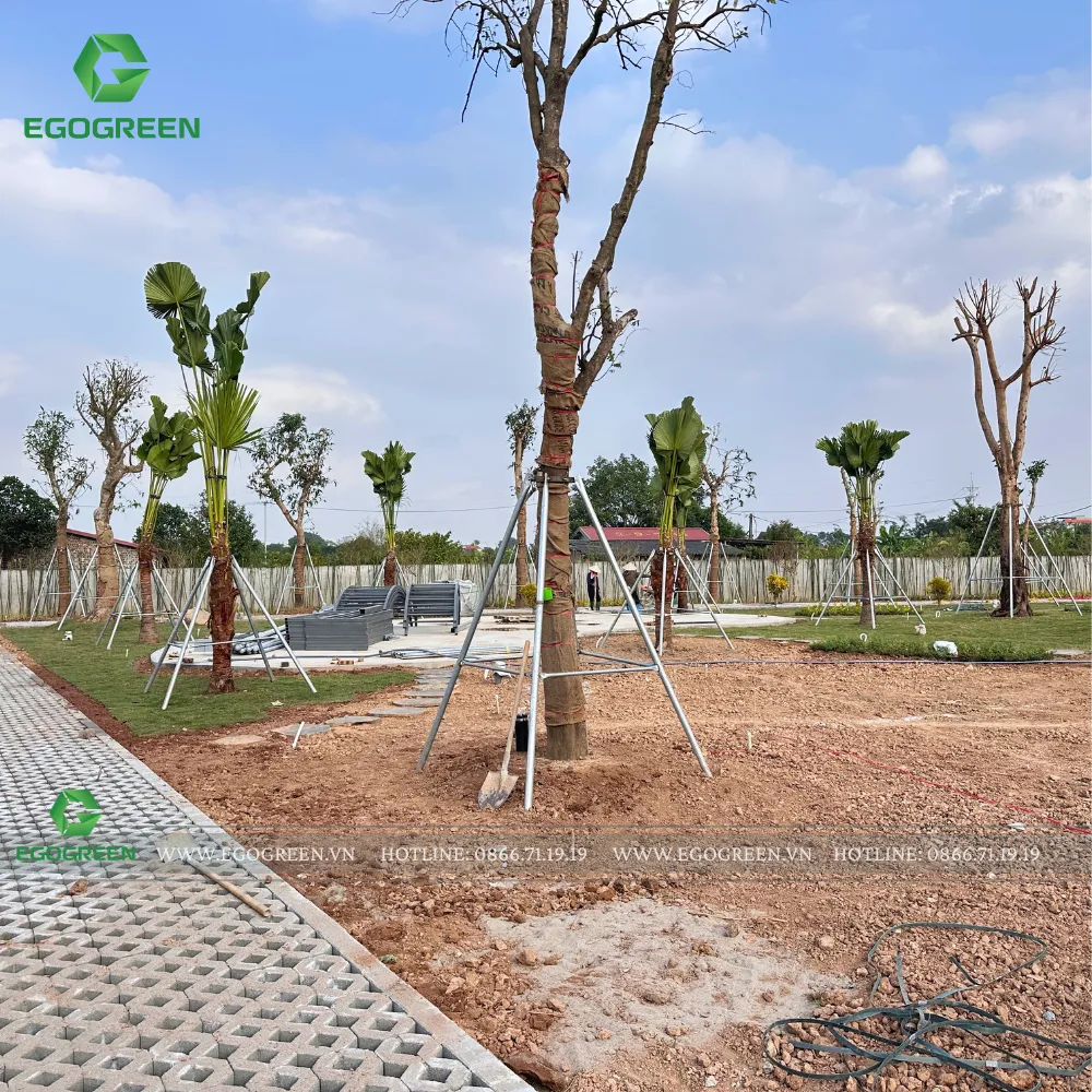 Không gian sân vườn sử dụng cây xanh theo bố cục thống nhất.